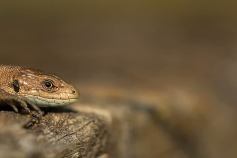 Common lizard (Zootoca vivipara) adult reptile basking on a wooden sleeper in summer, England,