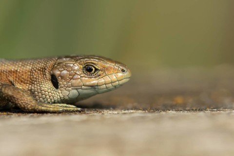 Common lizard (Zootoca vivipara) adult reptile resting on a wooden sleeper in summer, England,