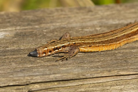 Common lizard (Zootoca vivipara) adult animal reptile showing its tail regrowing after losing it in