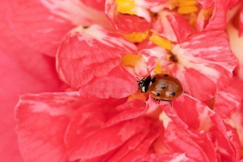 Seven-spot ladybird or ladybug (Coccinella septempunctata) adult beetle on a garden Camellia flower