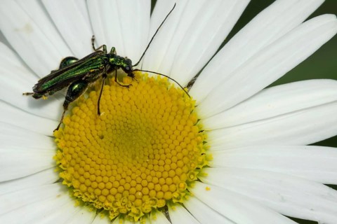 Thick-legged flower beetle (Oedemera nobilis) adult insect feeding on an Oxeye daisy flower in