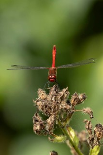 Ruddy darter dragonfly (Sympetrum sanguineum) adult insect on a plant seedhead in summer, England,