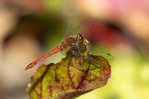 Ruddy darter dragonfly (Sympetrum sanguineum) adult insect on a garden Beetroot vegetable plant