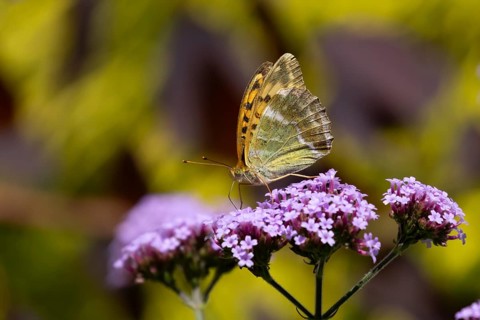Silver-washed fritillary butterfly (Argynnis paphia) adult insect feeding on purple garden Verbena