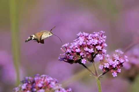Hummingbird hawkmoth (Macroglossum stellatarum) adult moth insect day flying feeding on garden