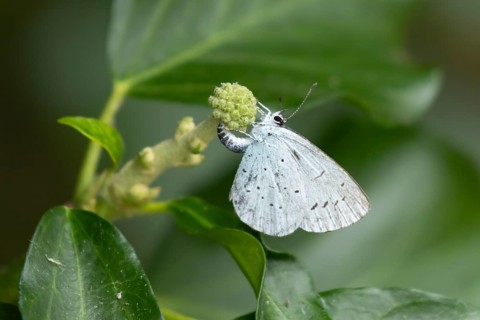 Holly blue butterfly (Celastrina argiolus) adult female insect egg laying on a garden Ivy (Hedera