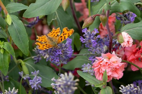 Comma butterfly (Polygonia c-album) adult insect feeding on garden blue Lavender plant flowers in