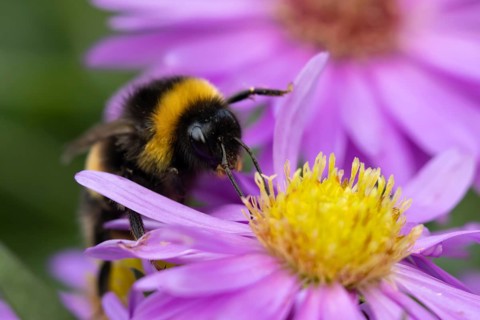 Garden bumblebee (Bombus hortorum) adult bee insect feeding on purple garden Aster plant flowers in