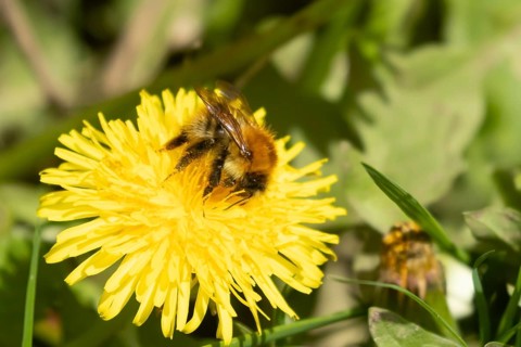 Buff tailed bumblebee (Bombus terrestris) adult bee insect feeding on yellow Dandelion (Taraxacum