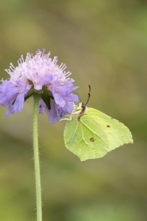 Brimstone butterfly (Gonepteryx rhamni) adult insect feeding on Field scabious plant flowers in