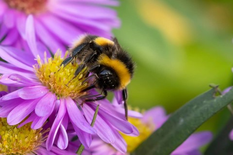 Garden bumblebee (Bombus hortorum) adult bee insect feeding on purple garden Aster plant flower in