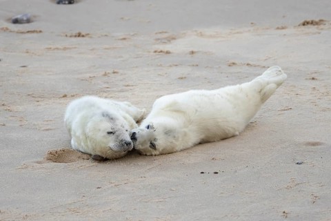 Atlantic grey seal (Halichoerus grypus) two juvenile baby pup animals sleeping on a beach in