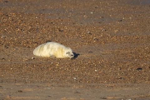 Atlantic grey seal (Halichoerus grypus) juvenile baby pup animal sleeping on a seaside beach in