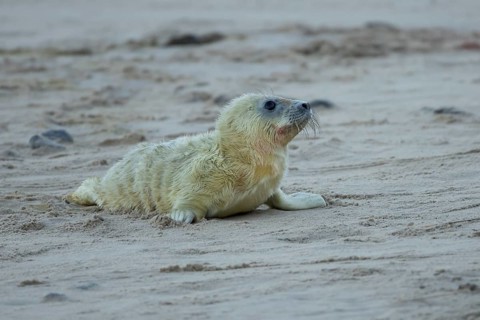 Atlantic grey seal (Halichoerus grypus) juvenile baby pup animal on a beach in winter, England,
