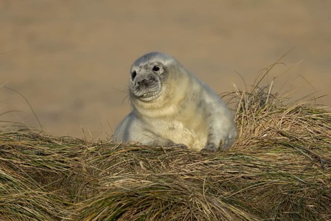 Atlantic grey seal (Halichoerus grypus) juvenile baby pup animal resting on a sand dune on a beach