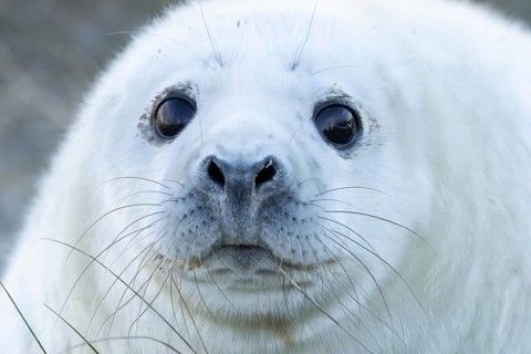 Atlantic grey seal (Halichoerus grypus) juvenile baby pup animal head portrait in winter, England,