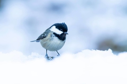 Coal tit (Periparus ater) adult bird in a snow covered garden in winter, England, United Kingdom
