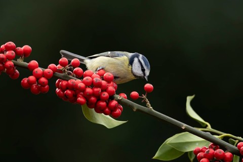 Blue tit (Cyanistes Caeruleus) adult bird on a garden Holly tree branch with red berries in winter,