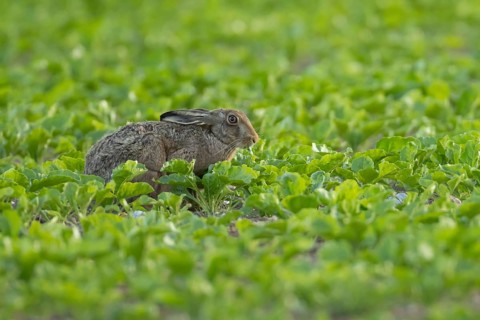European brown hare (Lepus europaeus) adult animal feeding in a farmland sugar beet crop in the