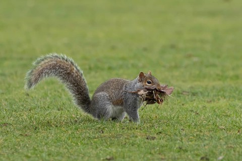Grey squirrel (Sciurus carolinensis) adult animal with a mouthful of leaves and grass for nesting