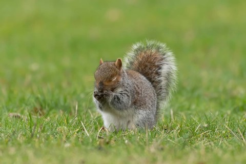 Grey squirrel (Sciurus carolinensis) adult animal washing its face on grass, England, United
