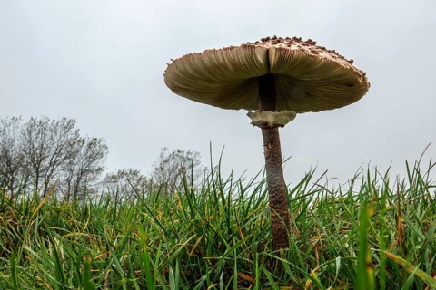Mushroom, giant umbrella mushroom, parasol (Macrolepiota procera), frog perspective, standing in