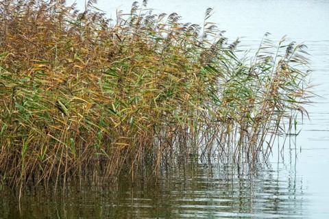 Reed (Phragmites australis) in the Bodden landscape at Meinigenbrücke near Zingst,