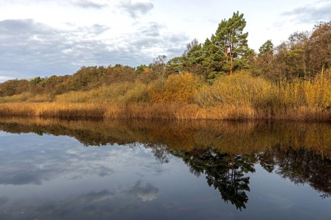 Autumn forest and reeds, autumn-colored trees, reflected in the water, near Prerow,