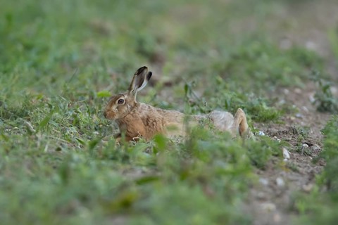 European brown hare (Lepus europaeus) adult animal laying down in a farmland field in summer,