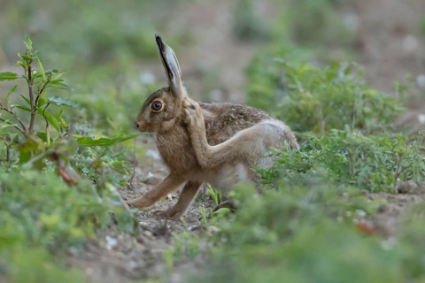 European brown hare (Lepus europaeus) adult animal scratching its ear in a farmland field in