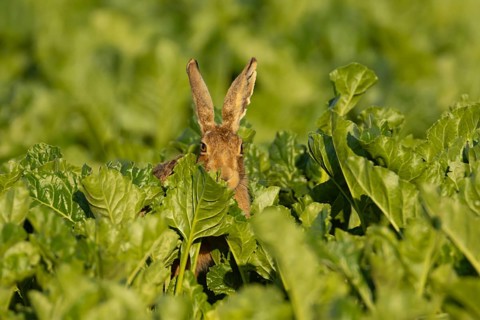 European brown hare (Lepus europaeus) adult animal in a sugar beet crop farmland field in summer,