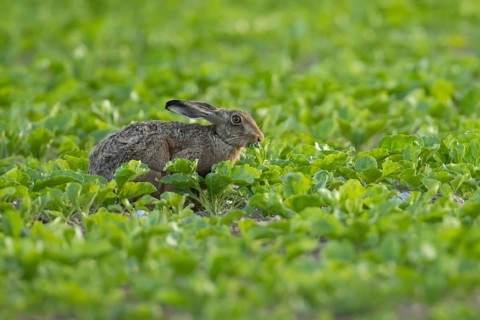 European brown hare (Lepus europaeus) adult animal eating in a sugar beet crop farmland field in