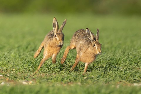 European brown hare (Lepus europaeus) two adult animals running in a farmland cereal field in