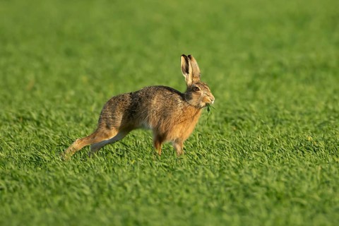 European brown hare (Lepus europaeus) adult animal eating in a farmland cereal field in springtime,