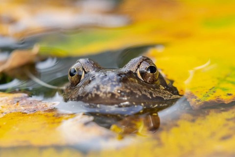 Common frog (Rana temporaria) adult amphibian on the water surface of a pond with fallen autumn