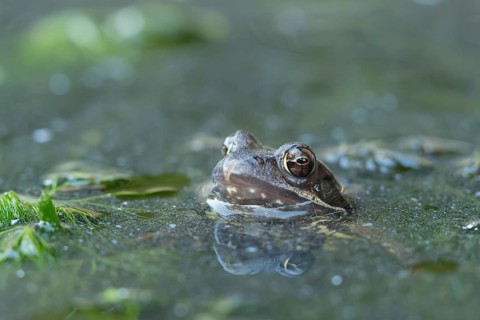 Common frog (Rana temporaria) adult amphibian on the water surface of a pond, England, United