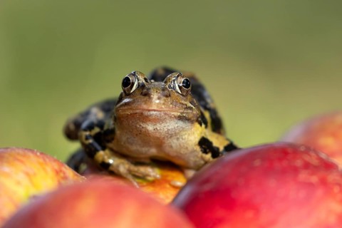 Common frog (Rana temporaria) adult amphibian on a fallen red apple in a garden in summer, England,
