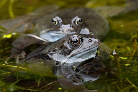 Common frog (Rana temporaria) two adults amphibian on the water surface of a garden pond in spring,