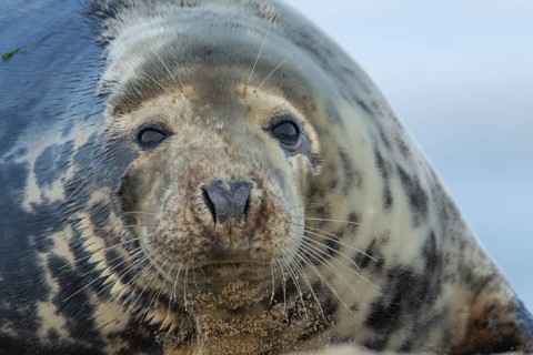 Atlantic grey seal (Halichoerus grypus) adult animal head portrait, England, United Kingdom