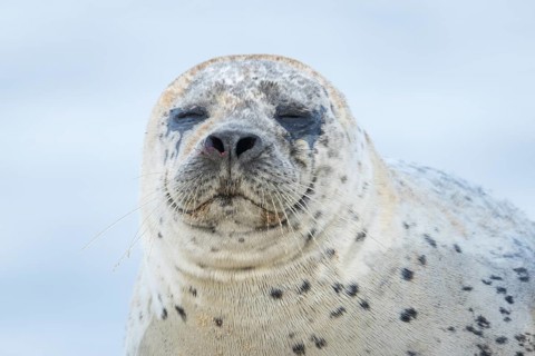 Common or Habor seal (Phoca vitulina) adult animal sleeping on a beach, England, United Kingdom