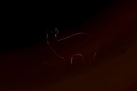 Chinese water deer (Hydropotes inermis) adult animal backlit in a marshland field at sunset,