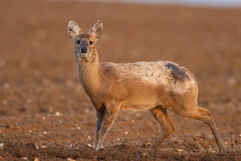 Chinese water deer (Hydropotes inermis) adult animal in a ploughed farmland field, England, United
