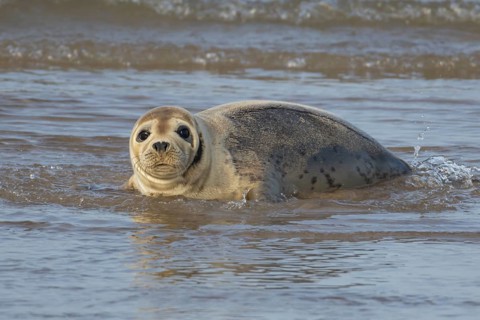 Common or Habor seal (Phoca vitulina) adult animal in the shallow waves of the sea, England, United