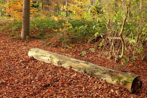 Autumn foliage, Stikelkamper Wald, Leer District, East Frisia, Lower Saxony, Germany