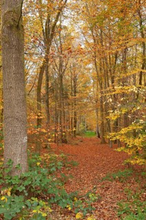 Autumn foliage, Stikelkamper Wald, Leer District, East Frisia, Lower Saxony, Germany