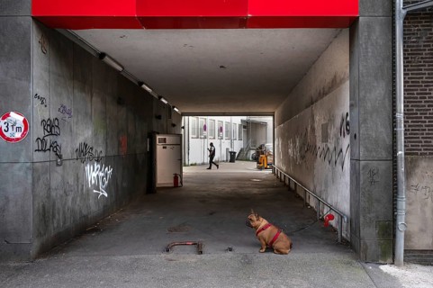 Dog, a boxer waits on a leash for his owner, Hanseatic City of Lübeck, Schleswig-Holstein, Germany