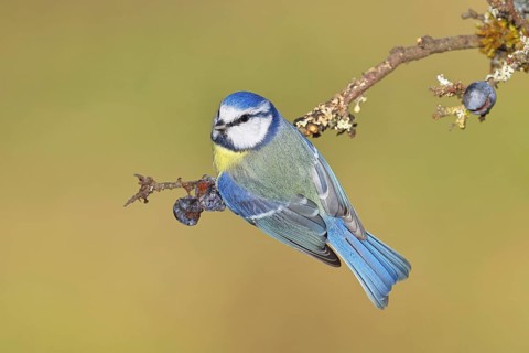 Blue tit (Parus caeruleus), sitting on a branch in a blackthorn bush, (Prunus spinosa), sloes, with