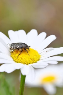 Weeping rose beetle (Oxythyrea funesta), on meadow daisy (Leucanthemum vulgare), other animals,