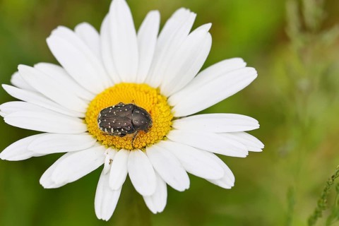 Weeping rose beetle (Oxythyrea funesta), on meadow daisy (Leucanthemum vulgare), other animals,