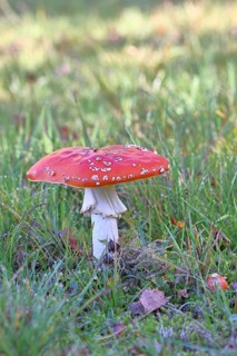 Red fly agaric (Amanita muscaria), fruiting body, in a meadow, close-up, Wilnsdorf, North